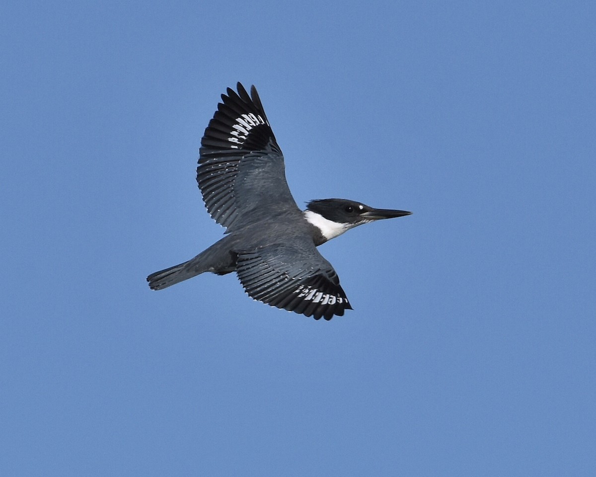 Belted Kingfisher - Brian Hicks