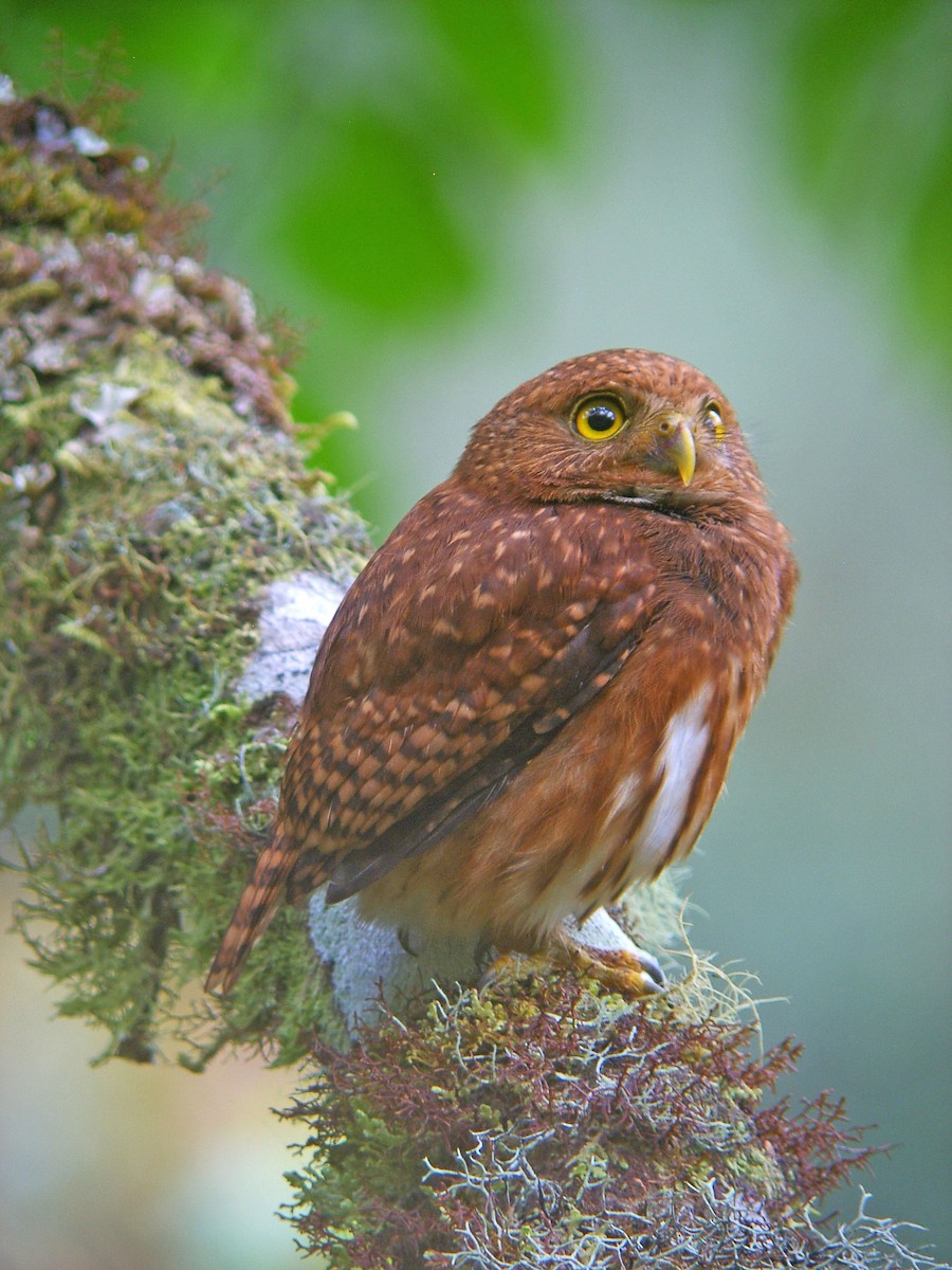 Cloud-forest Pygmy-Owl - Jose Illanes