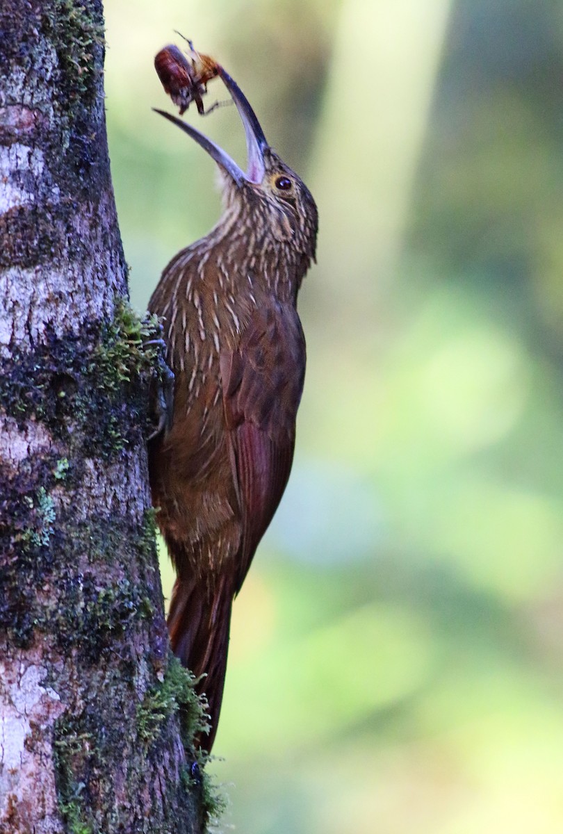 Strong-billed Woodcreeper - ML264915431
