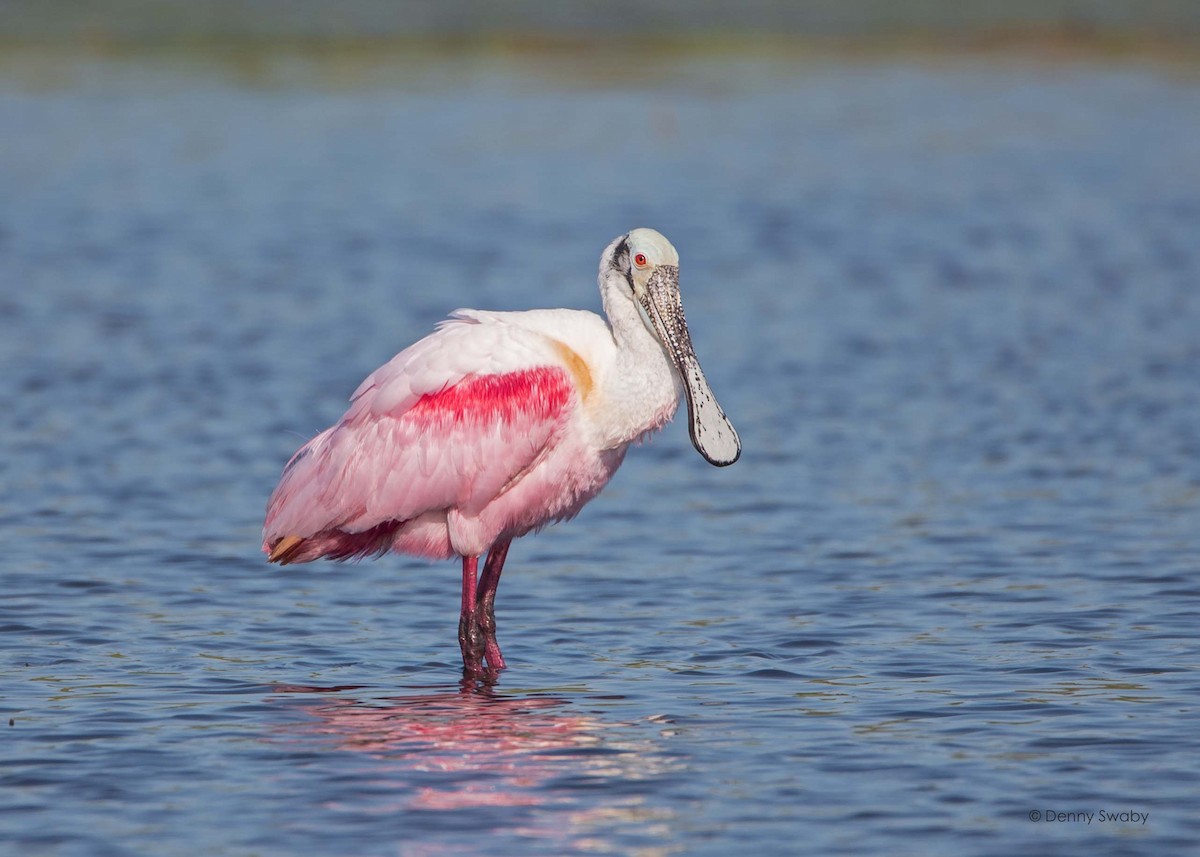Roseate Spoonbill - Denny Swaby