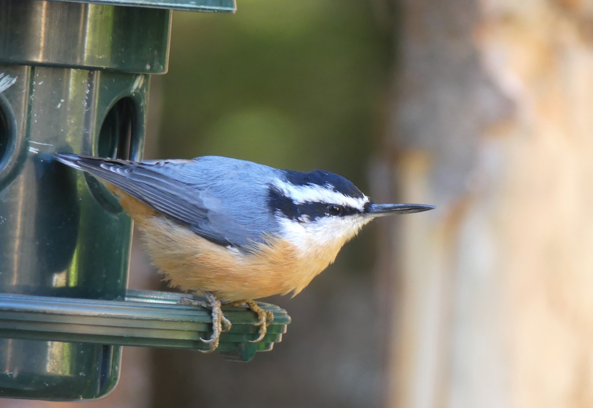 Red-breasted Nuthatch - ML264919891