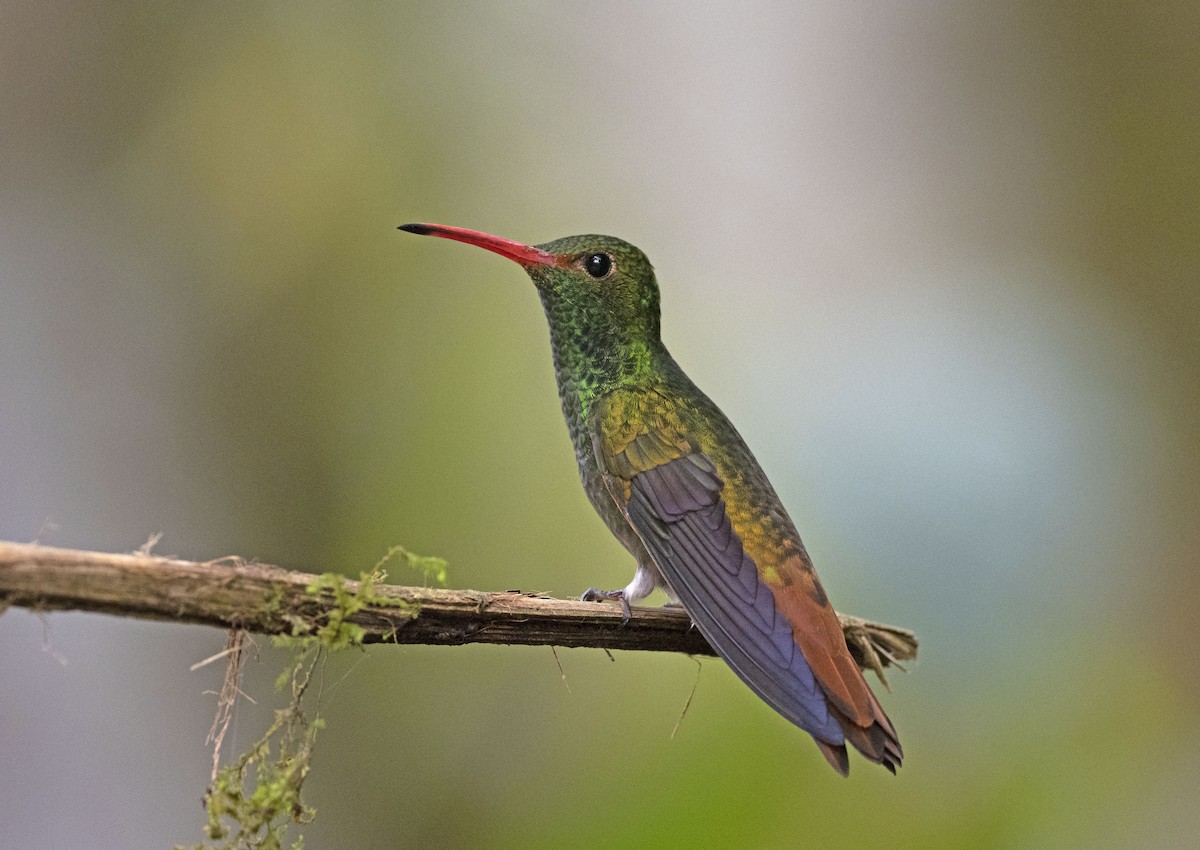Rufous-tailed Hummingbird (Rufous-tailed) - Jose Illanes