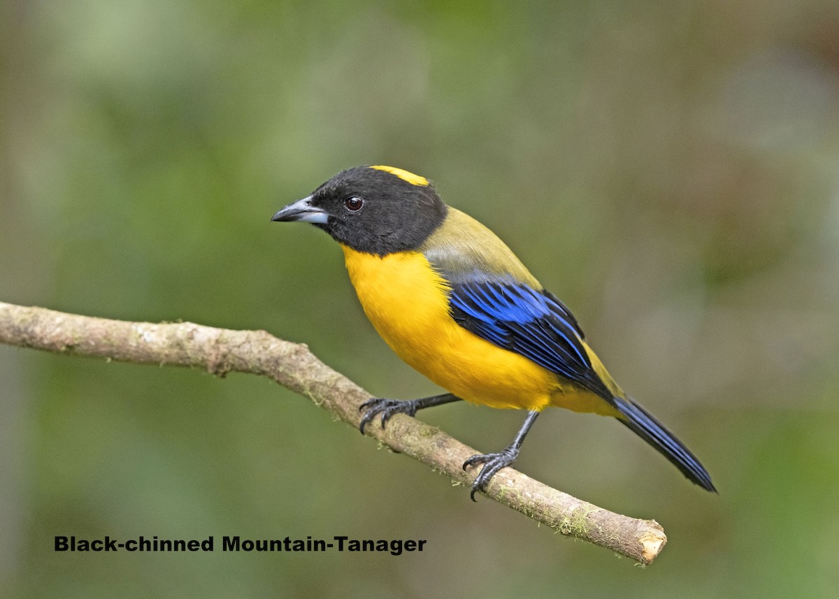 Black-chinned Mountain Tanager - ML264922741