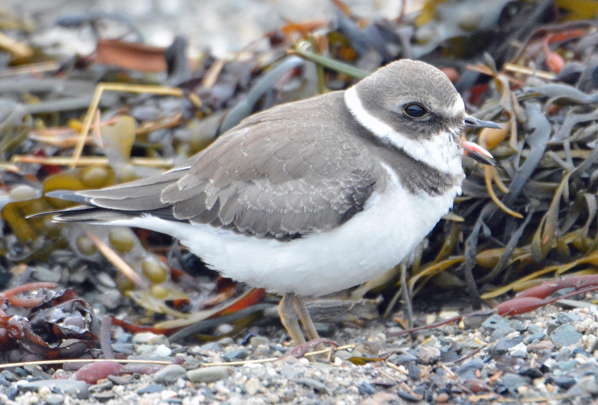 Semipalmated Plover - ML264923051