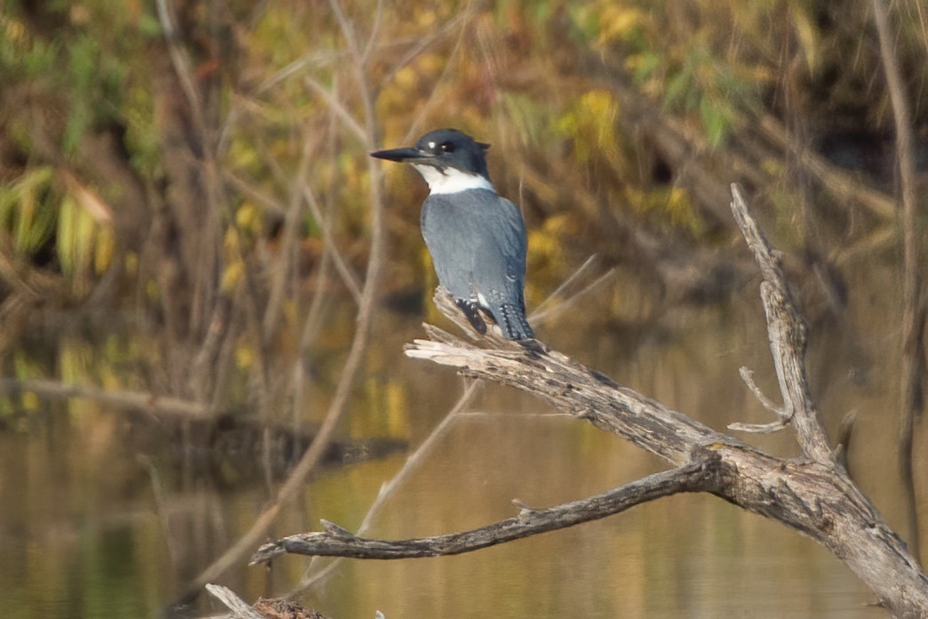 Belted Kingfisher - ML264927621