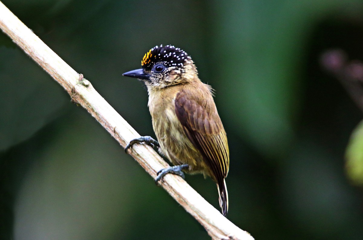 Olivaceous Piculet - ML264934151