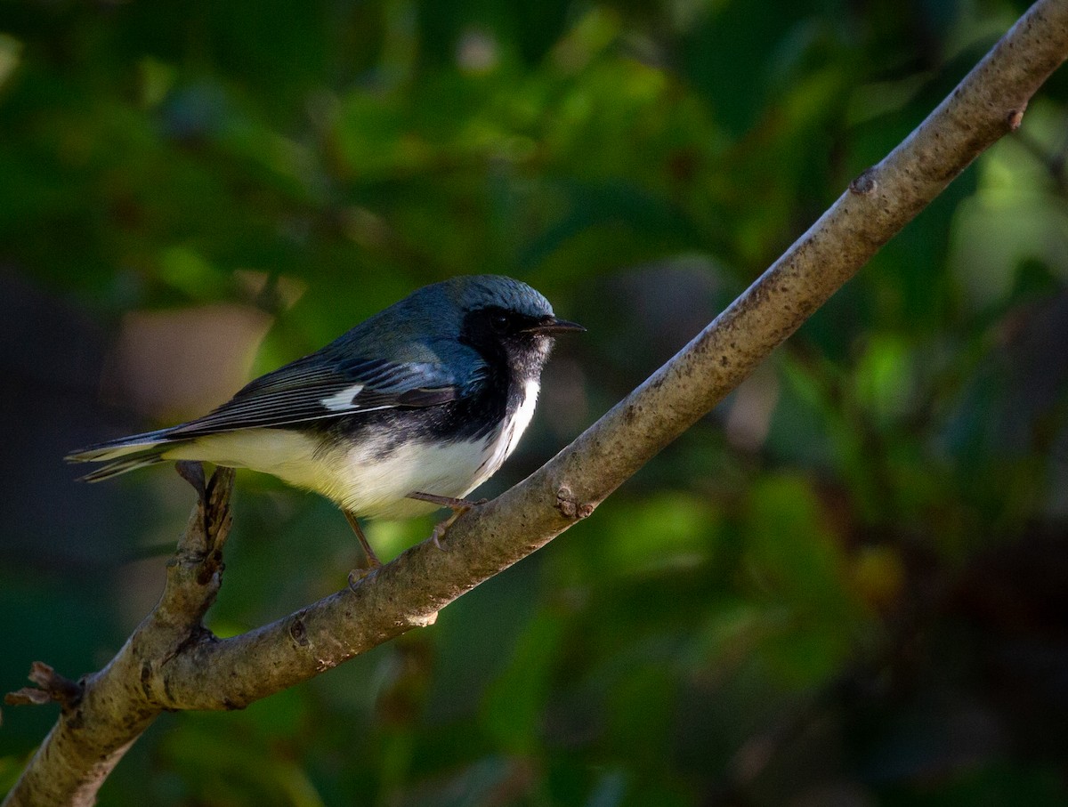 Black-throated Blue Warbler - ML264936011