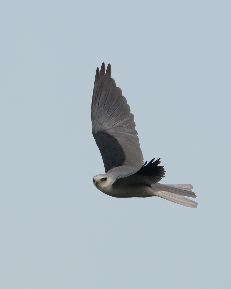 White-tailed Kite - ML264936821