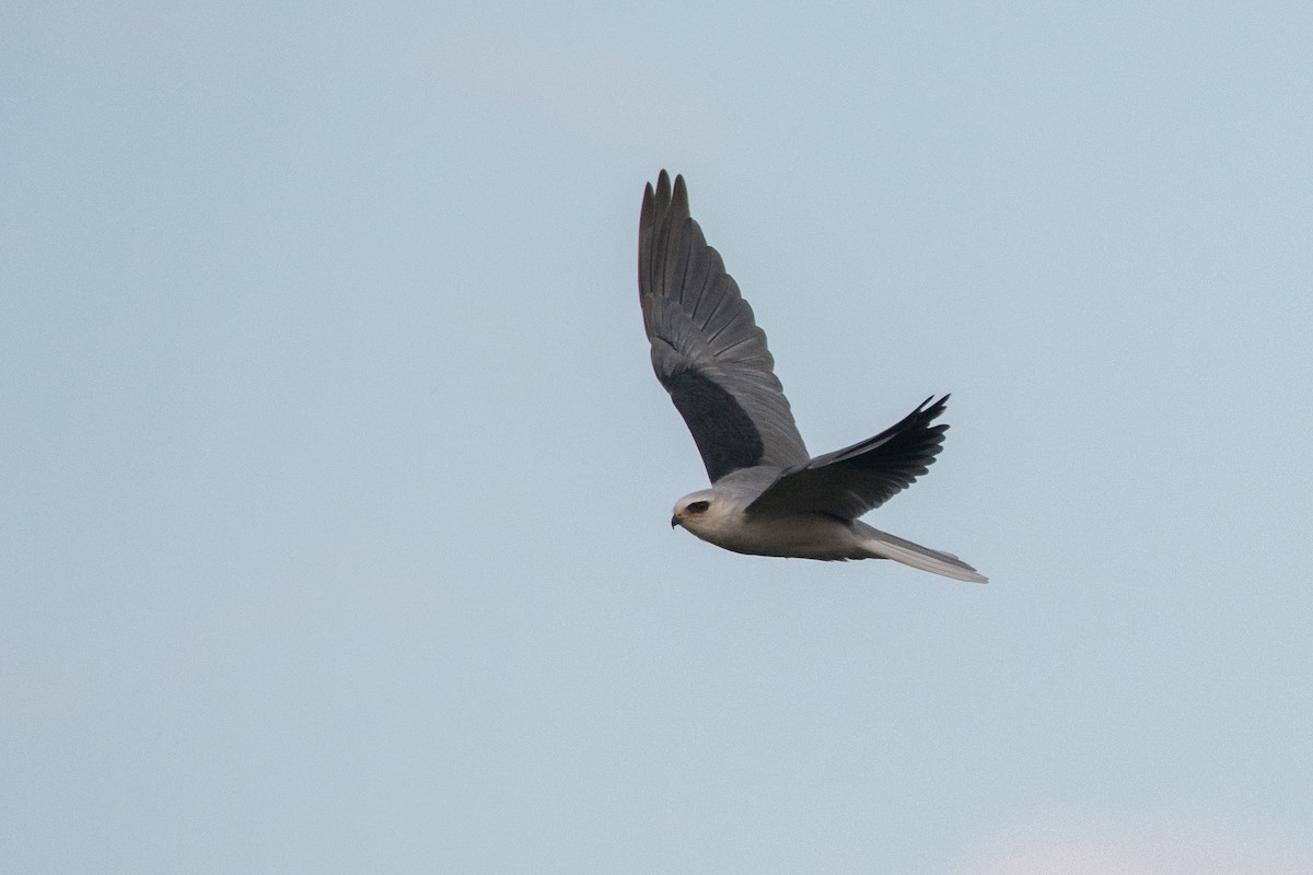 White-tailed Kite - ML264936841