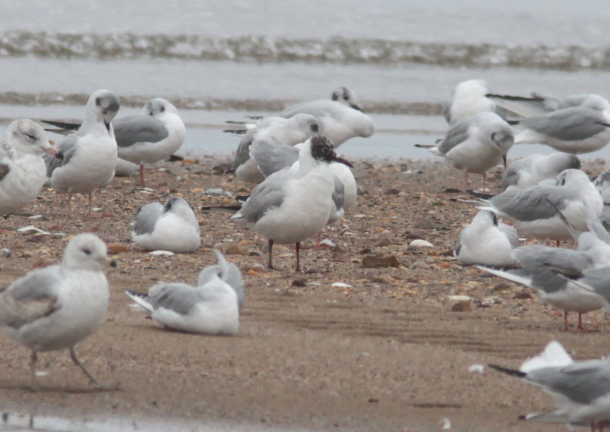 eBird Checklist - 2 Apr 2016 - Raritan Bay Waterfront Park & Morgan ...