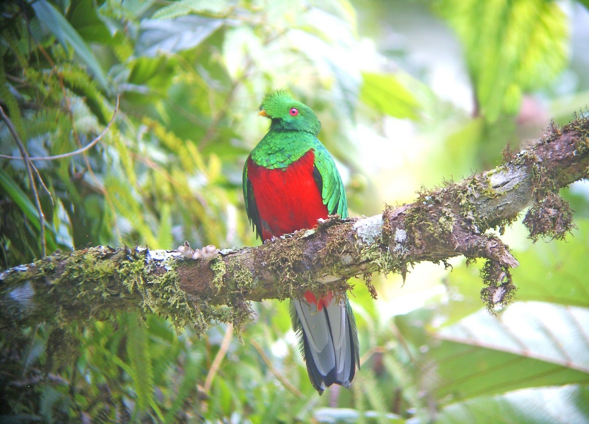 Crested Quetzal - ML264949441