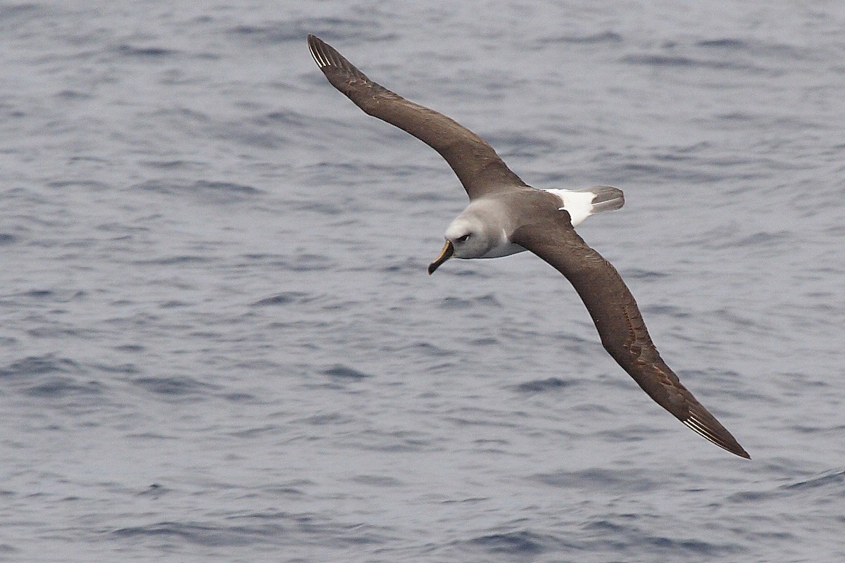 Gray-headed Albatross - ML264950441