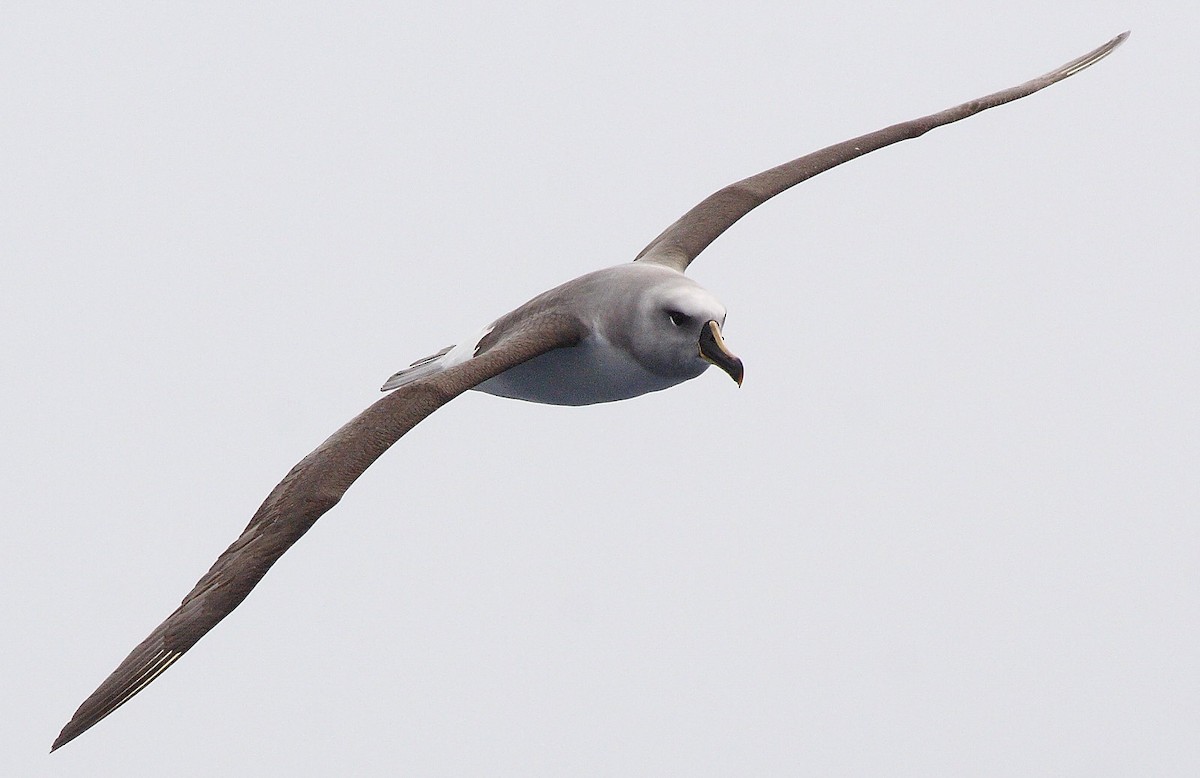 Gray-headed Albatross - Pablo Andrés Cáceres Contreras