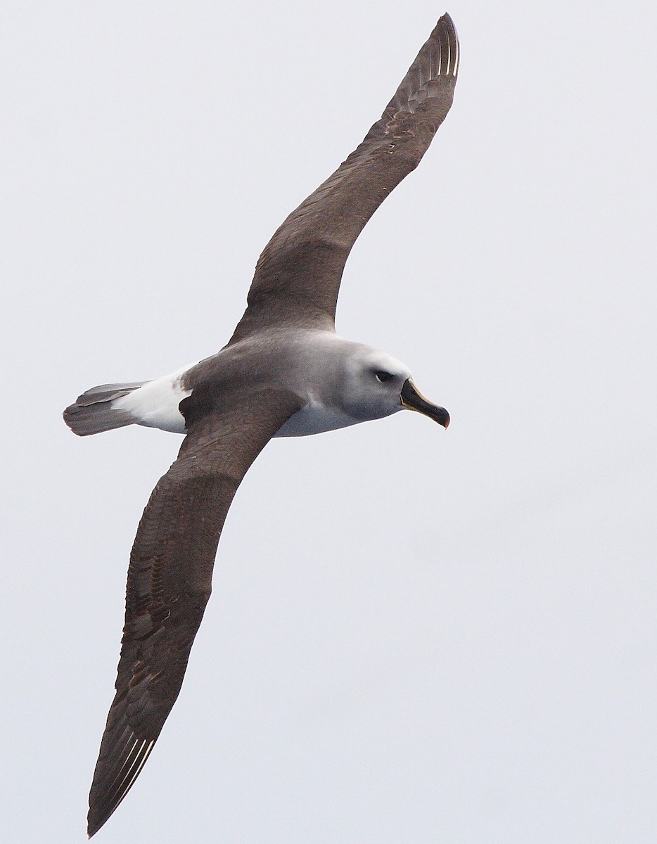 Gray-headed Albatross - ML264950461