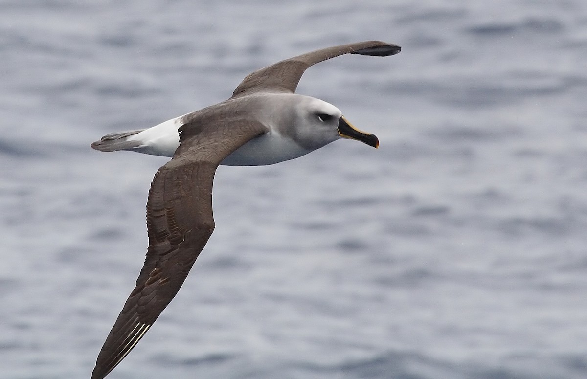 albatros šedohlavý - ML264950471