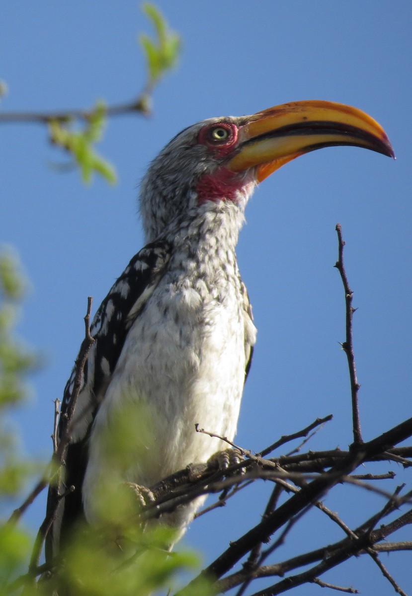 Southern Yellow-billed Hornbill - Pat McKay