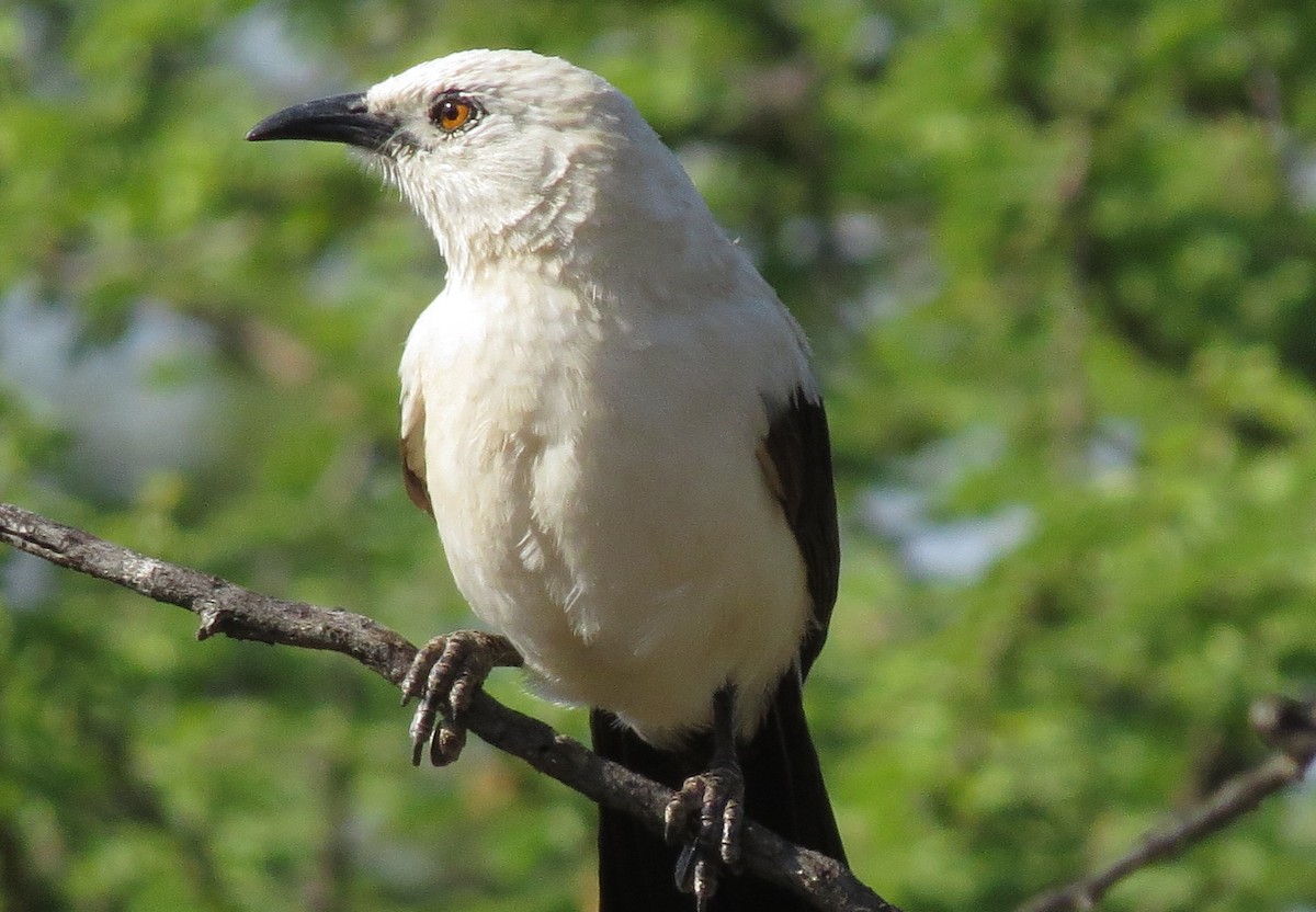 Southern Pied-Babbler - ML26497371