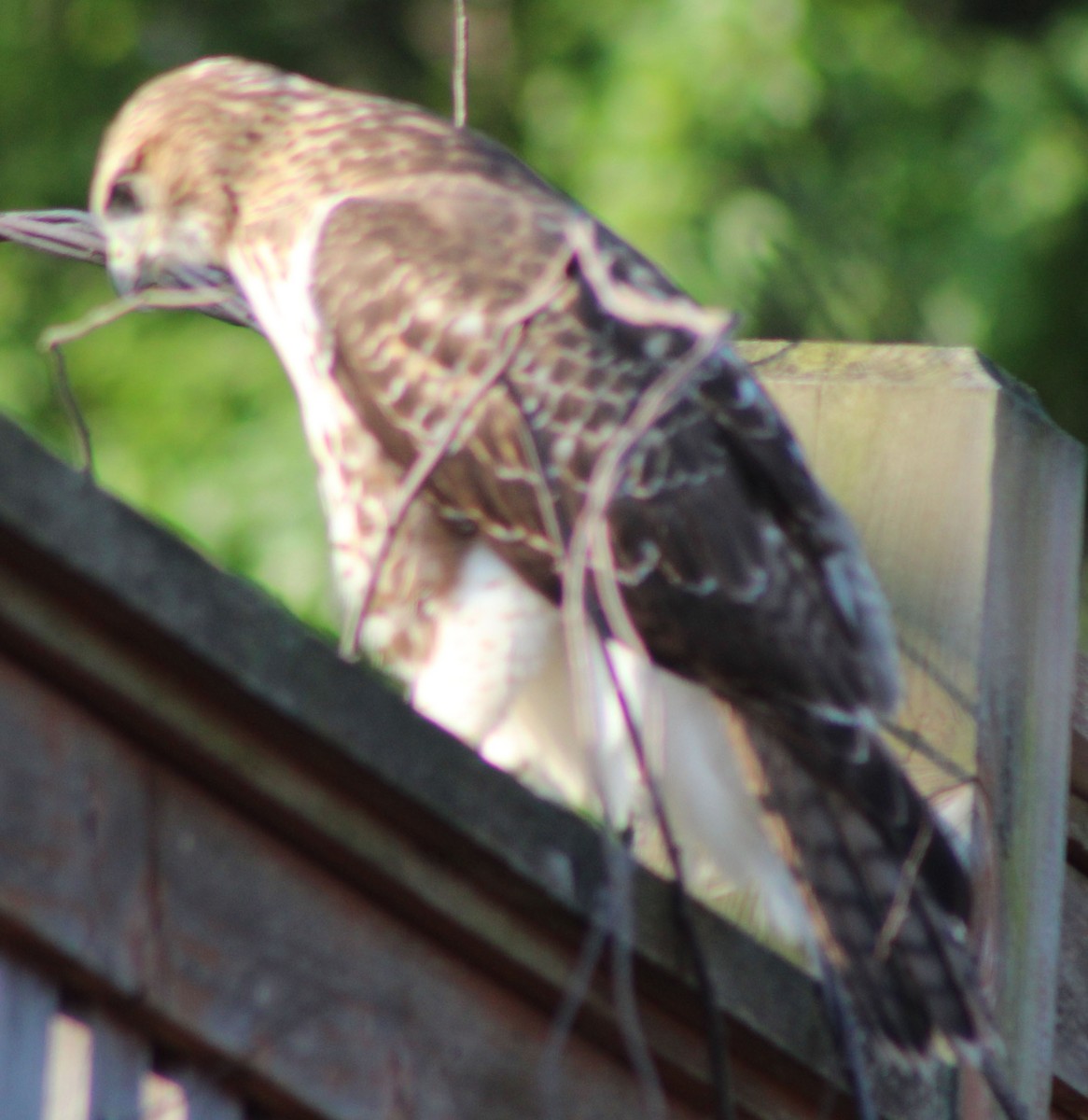 Red-tailed Hawk - ML264975321