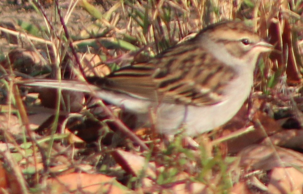 Chipping Sparrow - ML264975491