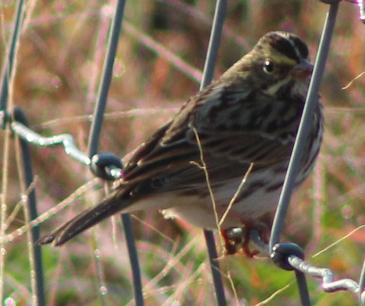 Savannah Sparrow - ML264975631