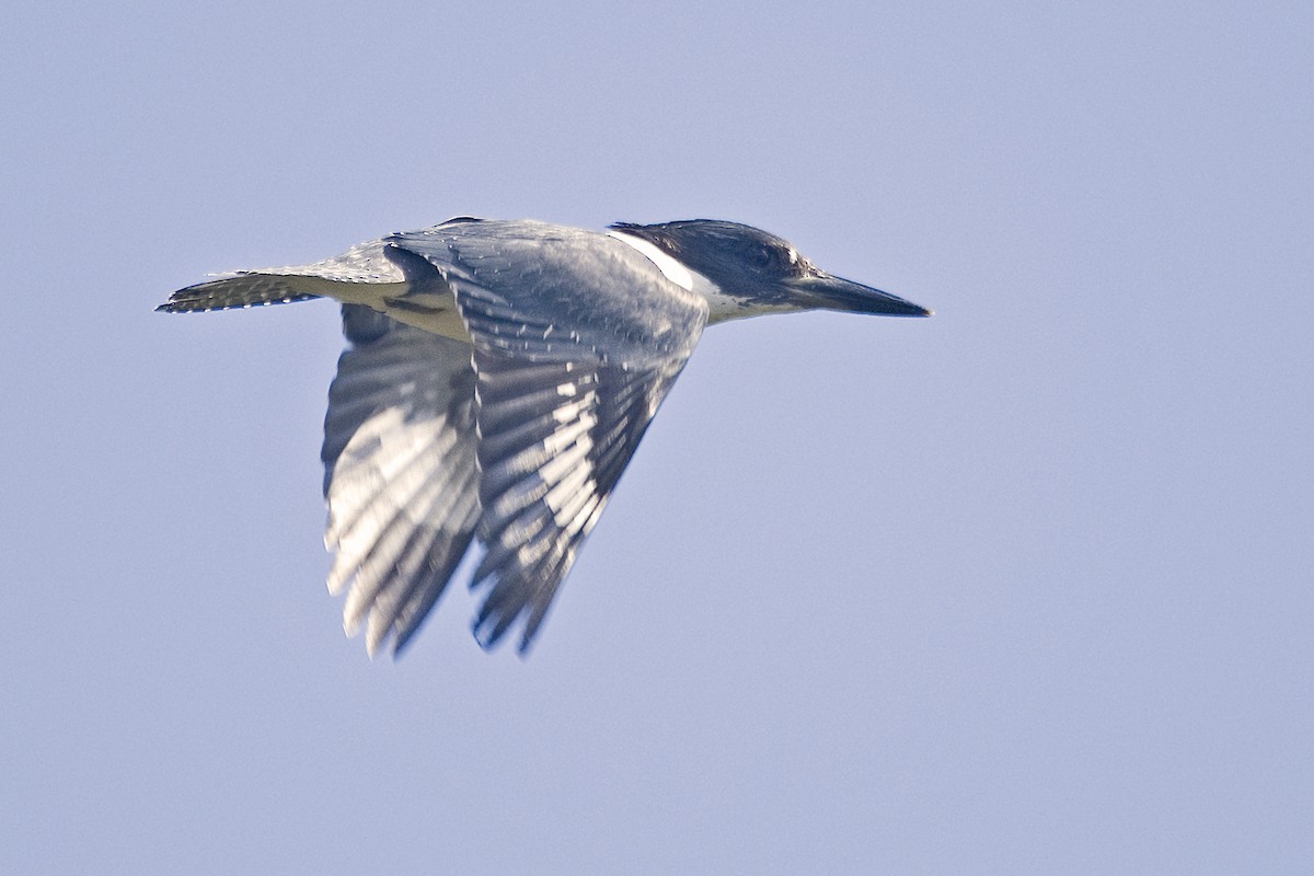 Belted Kingfisher - SS So