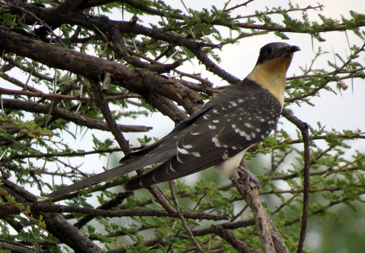 Great Spotted Cuckoo - ML26497951