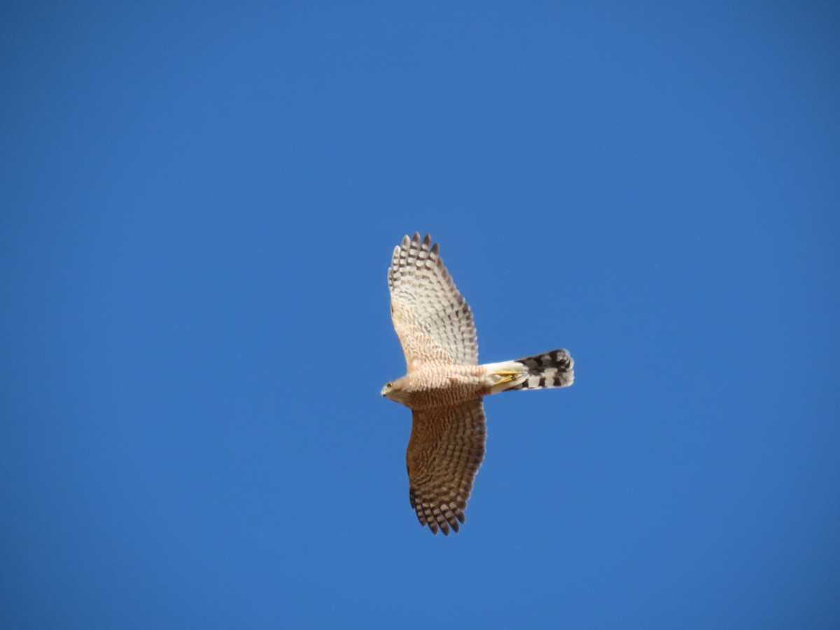 Cooper's Hawk - Long-eared Owl