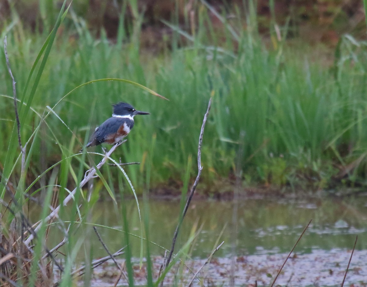 Belted Kingfisher - ML264983831