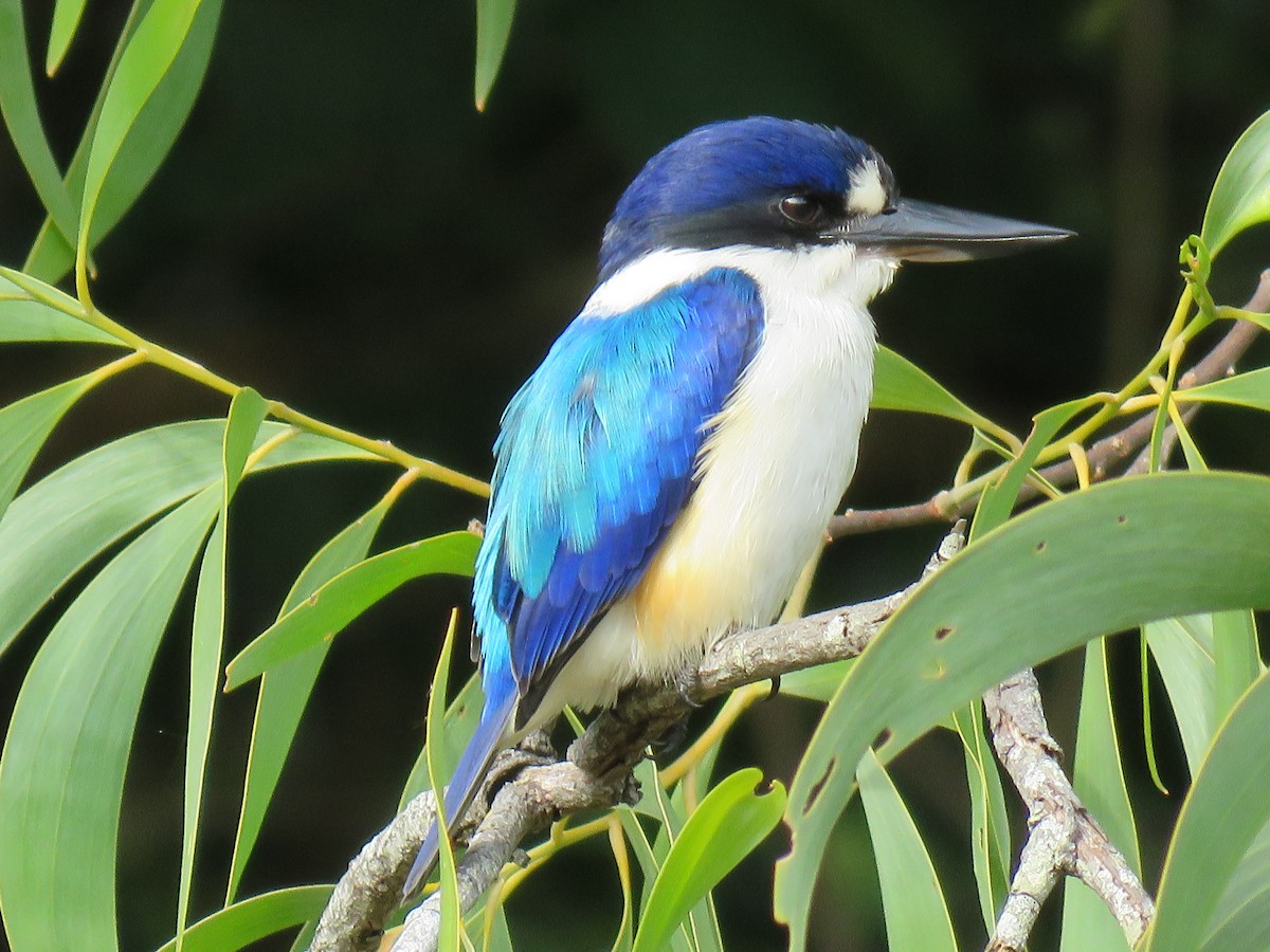 Forest Kingfisher - ML264984961