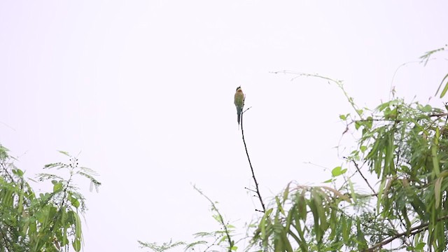 Blue-tailed Bee-eater - ML264987291