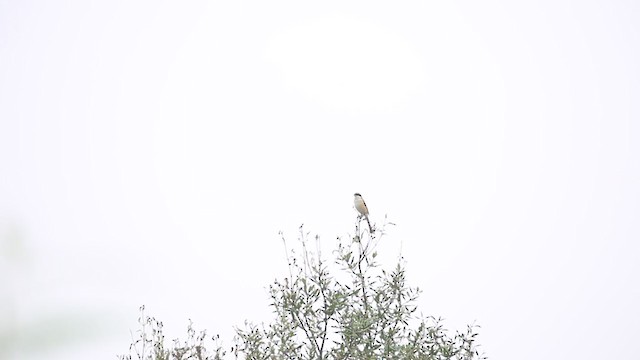 Long-tailed Shrike - ML264990821