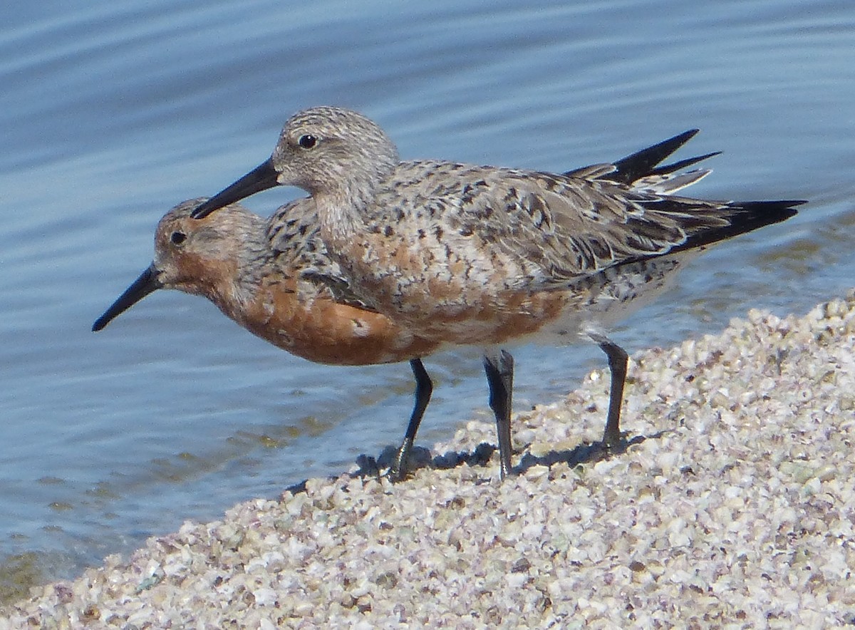Red Knot - ML26499231