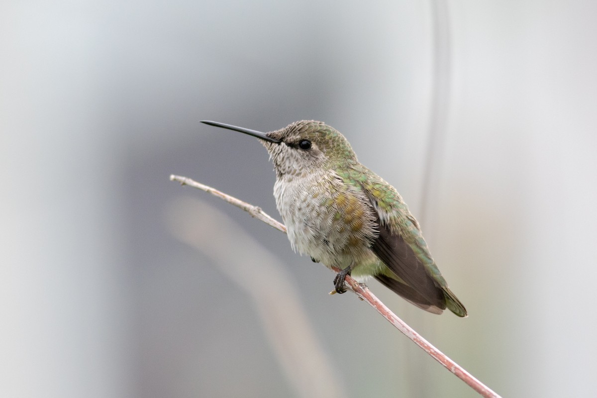 Anna's Hummingbird - Gavin McKinnon