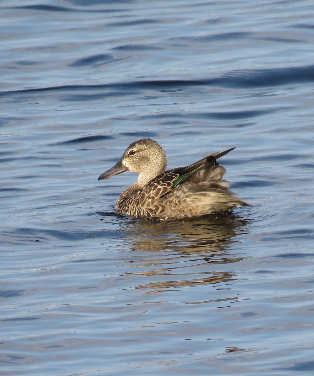 Blue-winged Teal - ML264993331