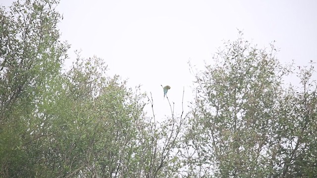 Blue-tailed Bee-eater - ML264993961