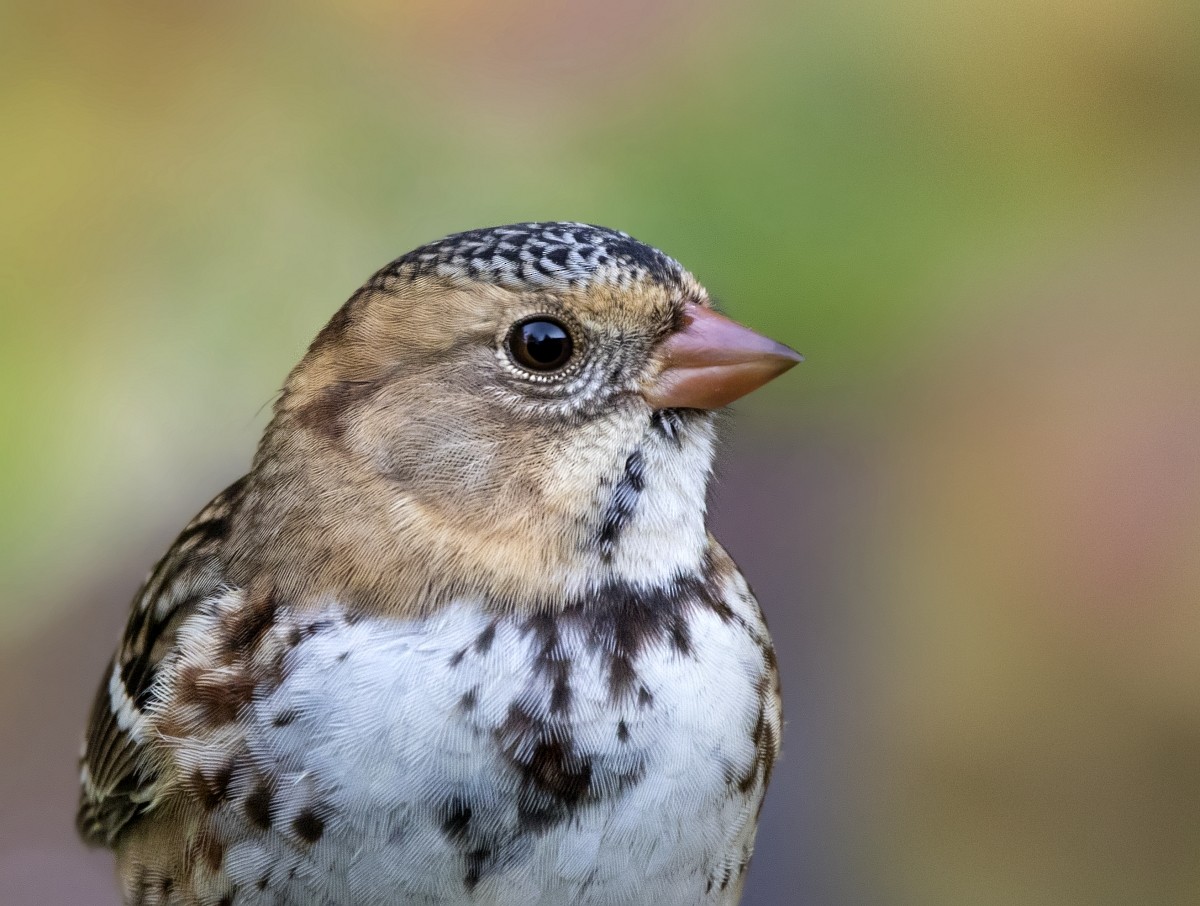Harris's Sparrow - ML264995651