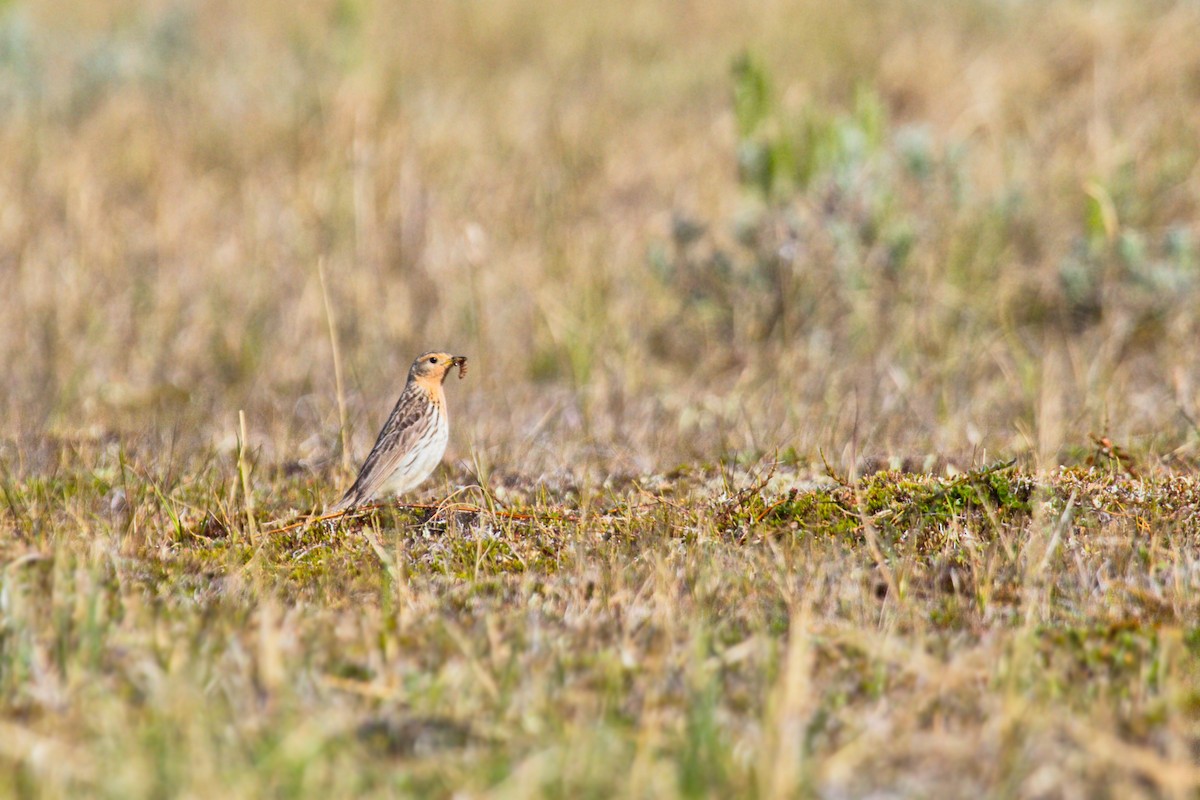 Red-throated Pipit - ML264998461