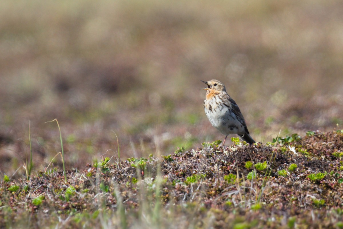 Red-throated Pipit - ML265001361