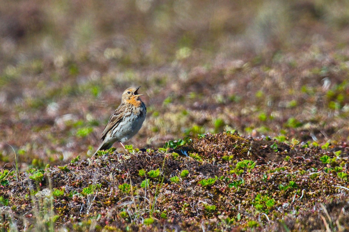Red-throated Pipit - ML265001371