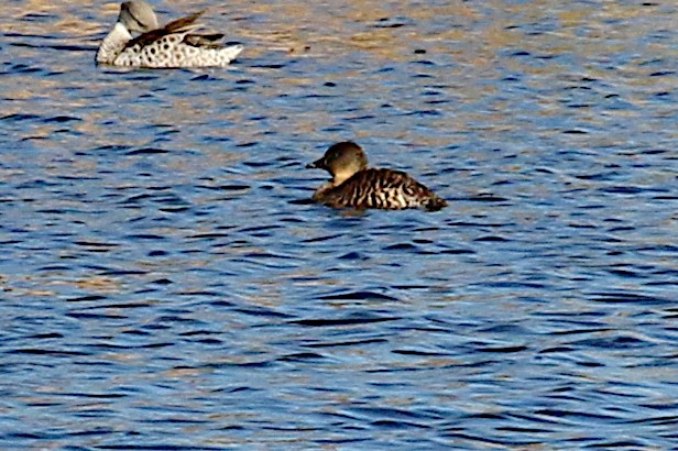 White-backed Duck - Leith Woodall