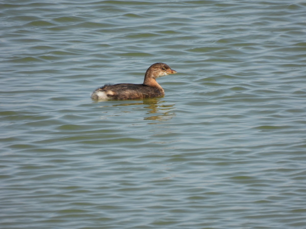 Pied-billed Grebe - Esther and Gyula Mackinlay - Gergely