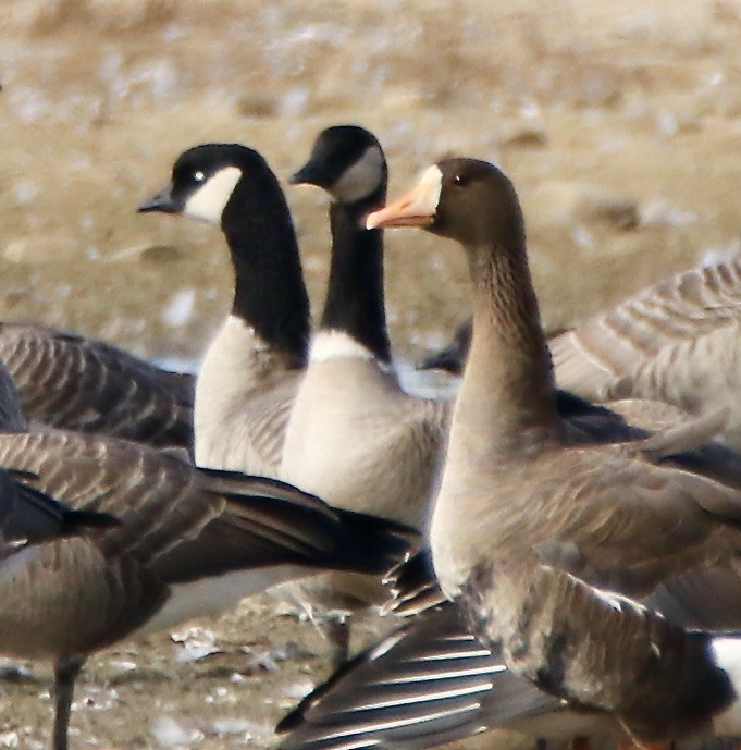 Cackling Goose (Aleutian) - ML265002731