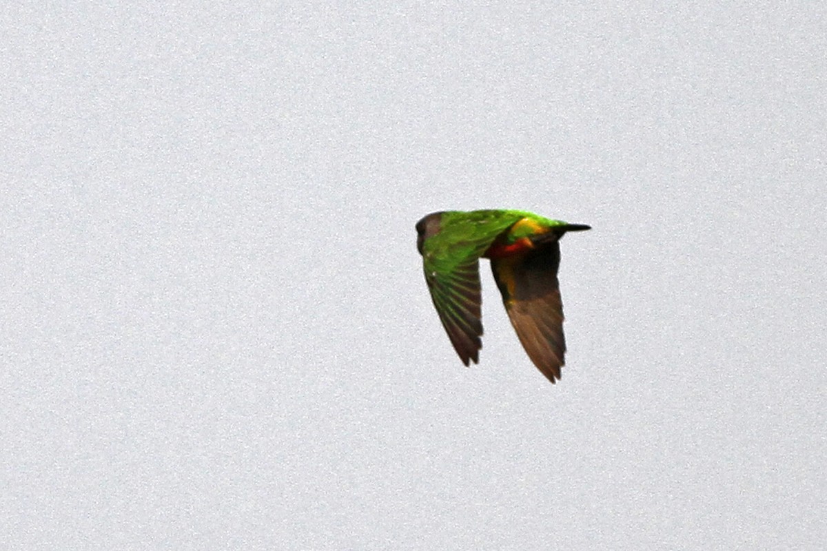 Senegal Parrot - Charley Hesse TROPICAL BIRDING
