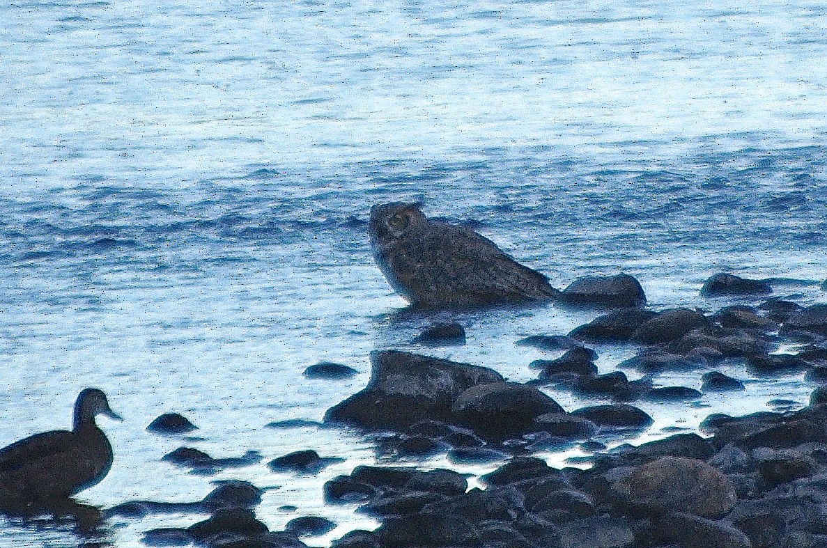 Great Horned Owl - ML265011671
