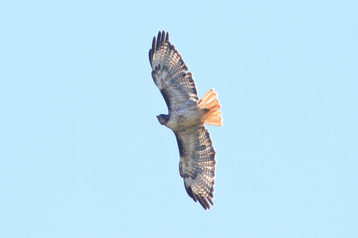 Red-tailed Hawk - ML265013021