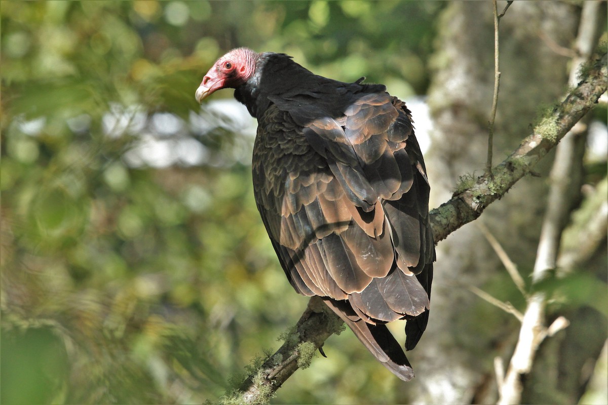 Turkey Vulture - ML265013711