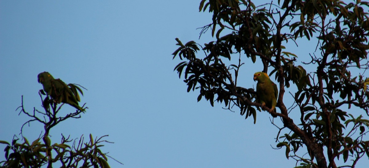 Yellow-naped Parrot - ML265014701