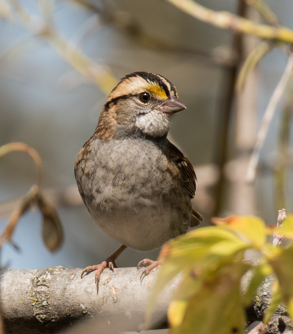 White-throated Sparrow - Darlene Friedman