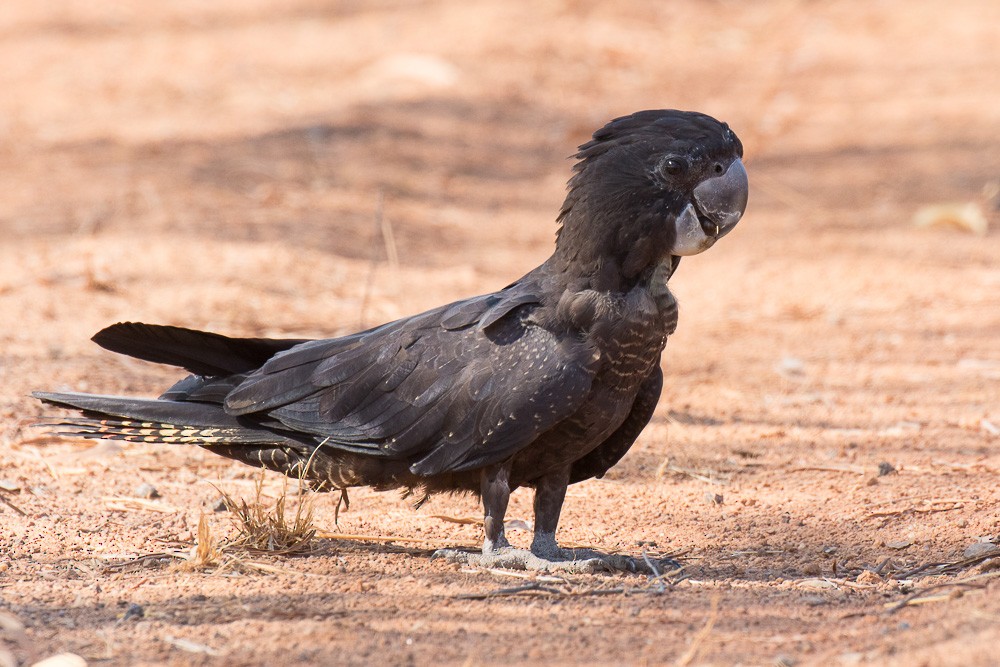 Red-tailed Black-Cockatoo - ML26502191