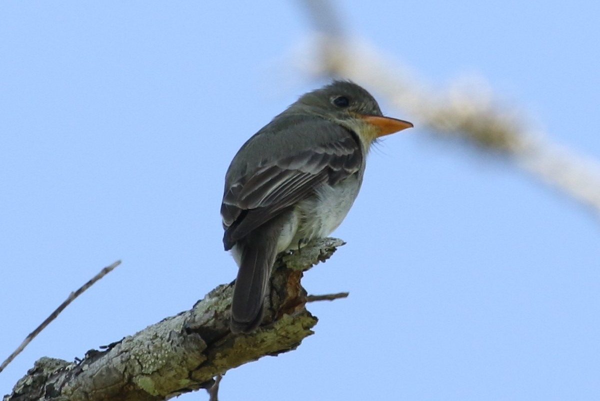 Greater Pewee - ML26502551